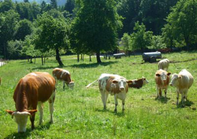 Tiere auf dem Taffenreutherhof