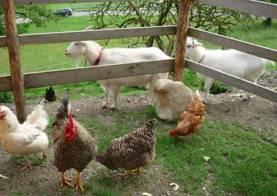 Tiere auf dem Taffenreutherhof